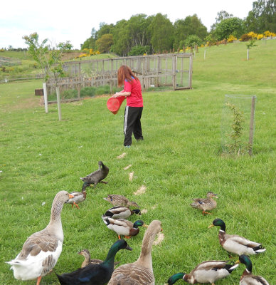 A person feeding ducks