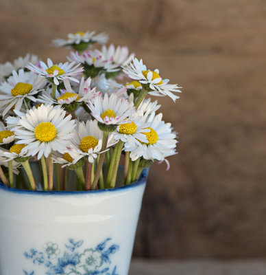A pot filled with daisies