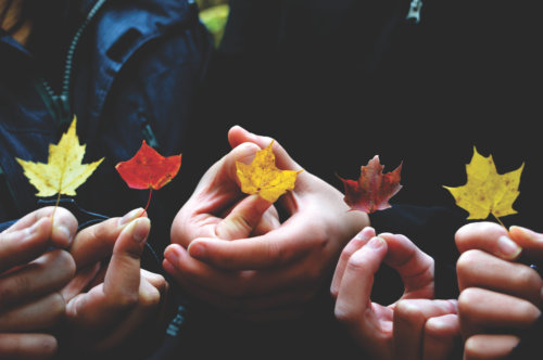 Hands holding small leaves