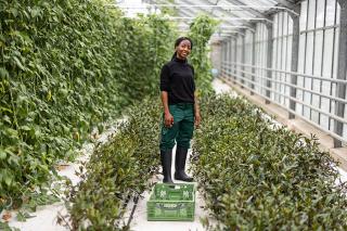 Person in a greenhouse